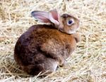 Brown Rabbit On The Straw Stock Photo