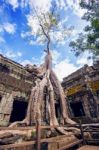 Trees Growing Out Of Ta Prohm Temple, Angkor Wat In Cambodia Stock Photo