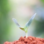 Growing Plants Stock Photo