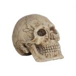 Human Skull Isolate On White Background Stock Photo