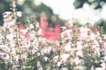 Colorful Flowers For Background Stock Photo