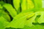 Macro Close Up Caterpillar, Green Worm On Eaten Green Leaf Stock Photo