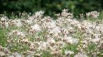 Masses Of Seeds Being Produced By Melancholy Thistles (cirsium H Stock Photo