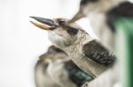 Kookaburras Gracefully Resting During The Day Stock Photo