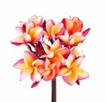 Plumeria Flower On White Background Stock Photo