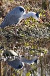 The Grey Heron Stock Photo