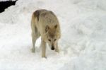 A White Wolf In The Snow Stock Photo