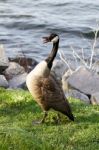 Fear Of A Goose Stock Photo