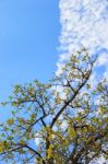 Tree And Sky In Countryside Stock Photo