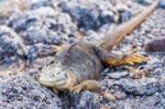 Wild Land Iguana On Santa Fe Island In Galapagos Stock Photo