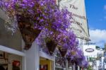 Dartmouth, Devon/uk - July 28 : Cones Of Bllue Trailing Lobelia Stock Photo