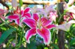 Pink Of Lilium Hybrids Or Lily Flower Stock Photo