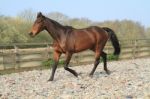 Thoroughbred Horse Trotting In An Arena Stock Photo