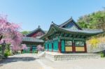 Gyeongbokgung Palace With Cherry Blossom In Spring,korea Stock Photo