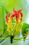 Gloriosa Superba Or Climbing Lily Flower Stock Photo