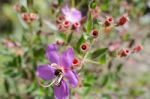 
Purple Wildflowers Born On Stream In The Forest Beautiful Detai Stock Photo