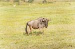 Blue Wildebeest In Tanzania Stock Photo