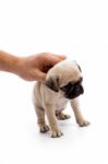 Hand Holding Pug Puppy Stock Photo