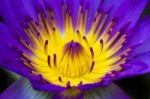 Purple Water Lily Stock Photo