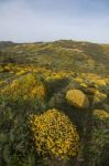 Landscape With Ulex Densus Shrubs Stock Photo