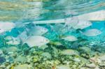 Underwater World In The Reef Near Caye Caulker In Belize Stock Photo