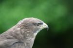 Buzzard Stock Photo