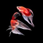 Betta Fish On Black Stock Photo