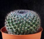 Close Up Needles Of Succulents Cactus Plant In Pot Against Dark Stock Photo