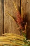 Still Life With  Foxtail Grass Stock Photo