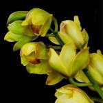 Cymbidium Stock Photo