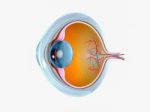 Eye Anatomy Stock Photo