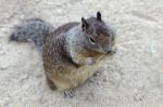 California Ground Squirrel (otospermophilus Beecheyi) Stock Photo