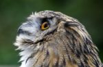 Eurasian Eagle-owl (bubo Bubo) Stock Photo