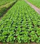 Fresh Chinese Cabbage Stock Photo