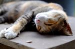 Cat Lying On Back Stock Photo