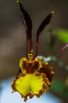 Bee Orchid Stock Photo