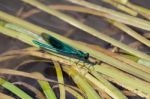 Damselfly (zygoptera) Resting On Reeds In The River Rother Stock Photo