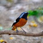 Male Daurian Redstart Stock Photo