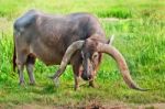 Long Horn Water Buffalo Stock Photo