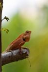 Chameleon Stock Photo