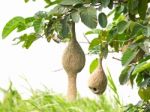 Baya Weaver Stock Photo