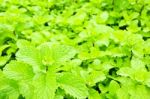 Green Mint Plant Stock Photo