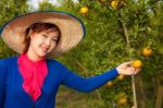 Gardener Girl In Orange Garden, North Of  Thailand Stock Photo