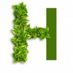 Letter H With Leaves Stock Photo