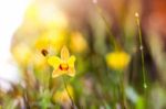 Soft-focus Close-up Of Yellow Flowers Plant With Bokeh Stock Photo