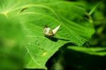 Buttertly On Leaf Stock Photo