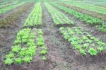 Line Of Green Vegetable Farm Horizontal View Stock Photo