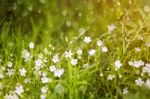 Spring Grass And Flowers Blooming Stock Photo