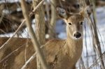 Beautiful Isolated Picture With A Cute Wild Deer In The Snowy Forest Stock Photo