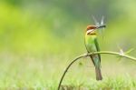 Chestnut-headed Bee-eater Stock Photo